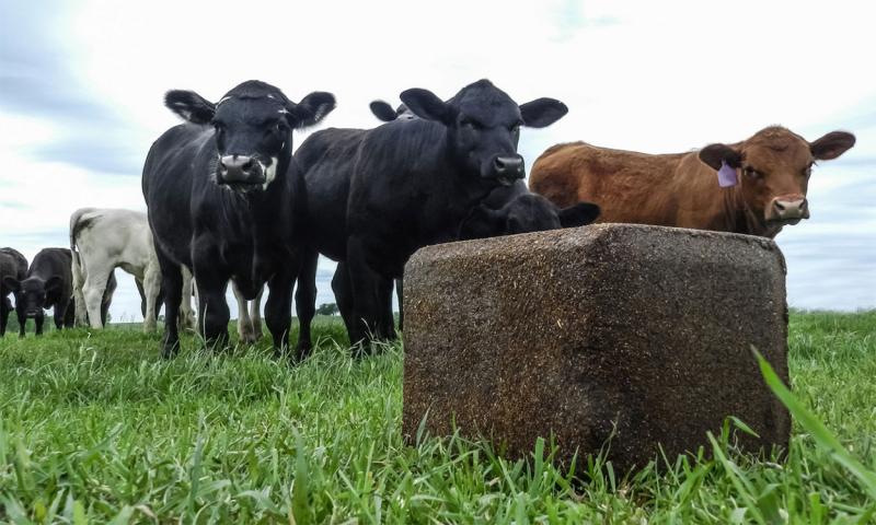 Small group of beef cattle approaching a pressed mineral block.