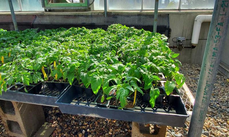Variety of garden vegetable transplants on a table inside a greenhouse.
