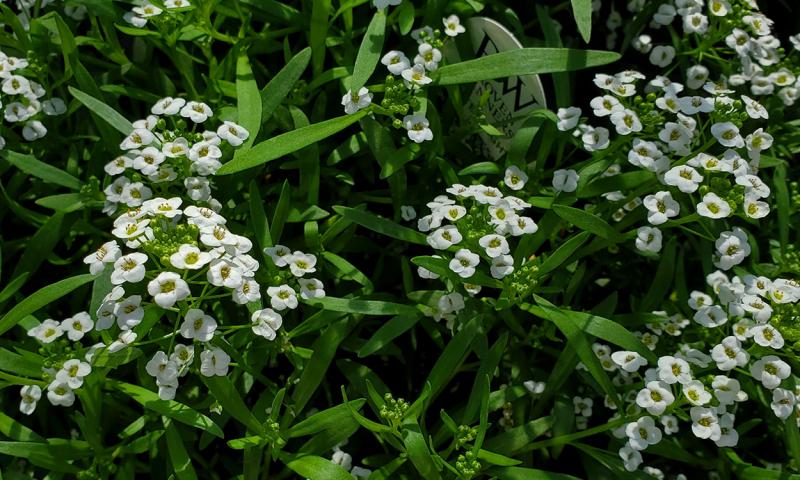 Clusters of delicate, white Alyssum flowers blooming on a grassy, green plant.