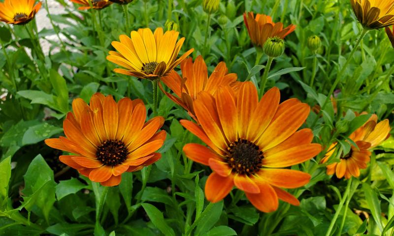 Bright, yellow-orange to deep-orange African Daisy flowers blooming in a garden.