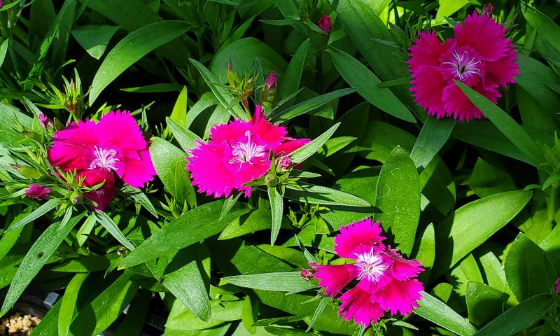 Bright-pink Dianthus flowers blooming in a garden.