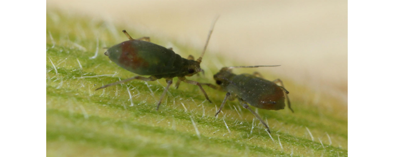Two, dark green aphids on a bright green leaf.