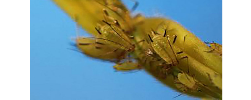 Yellowish-green aphids on a yellow plant stem.