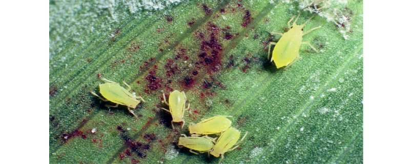 Bright green aphids on a dark green plant leaf.