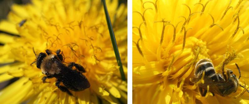 Two dandeloins side by side. The left has a bee with a very fuzzy yellow thorax and dark wings and abdomen foraging on it. The right has a bee with with a black and pale-yellow striped abdomen resting foraging on it.