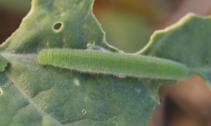 Four green caterpillars feeding on kale.