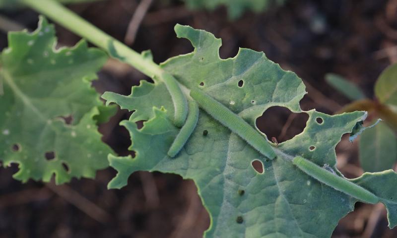 Green caterpillar with a yellow stripe on its back feeding on a green leaf.