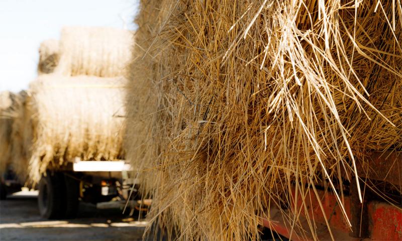 Round hay bales loaded on transport trailers.