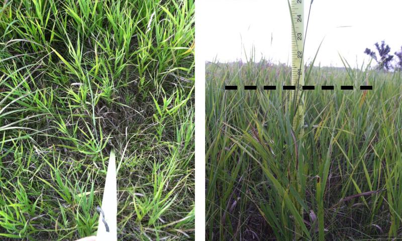 Grazing stick measuring a smooth bromegrass stand in a pasture.