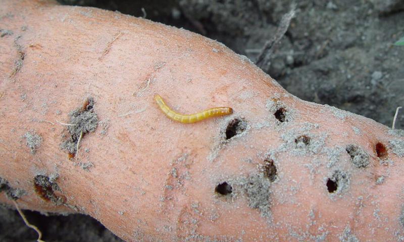 Yellow wireworm on an orange sweet potato.