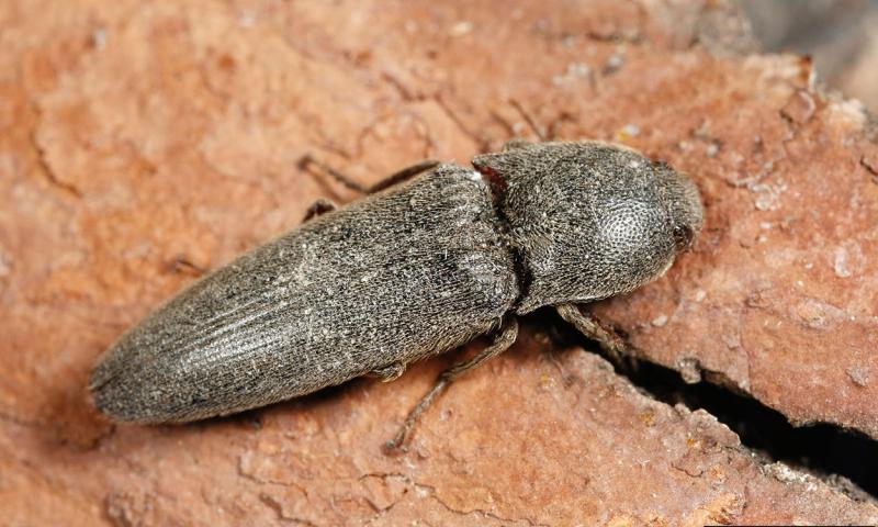 Dark shiny beetle with an elongate body.