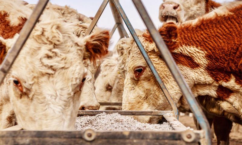 Hereford heifers feeding from trough during drought.