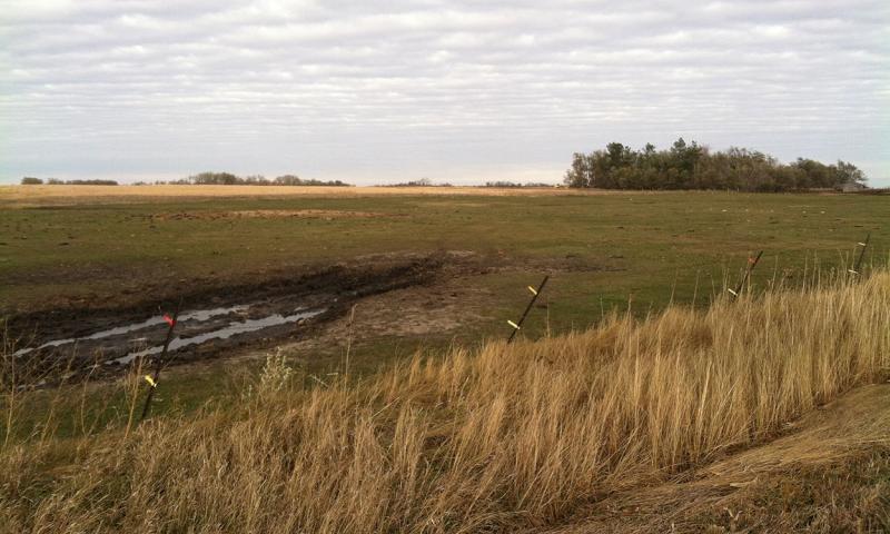 A native pasture community with noticable invasive plant issues.