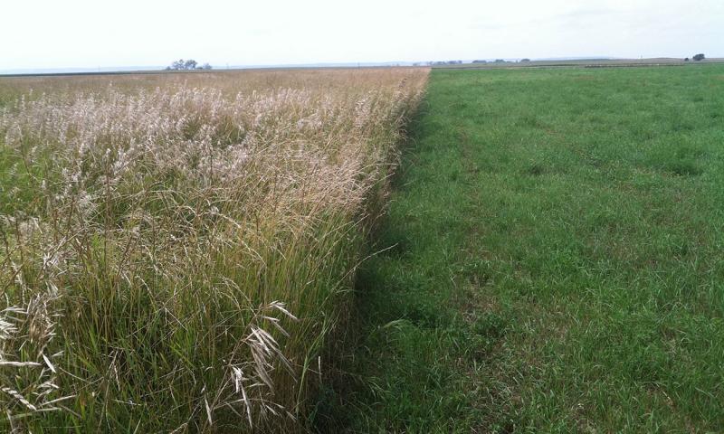 A grassland plot with a variety of exotic grass plantings growing throughout.