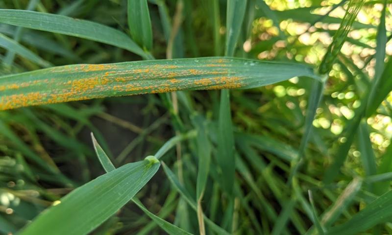 Wheat blade with strip rust symptoms.