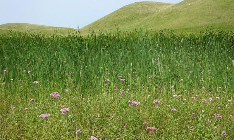 Healthy, well-managed grassland with a variety of native plants and grasses.