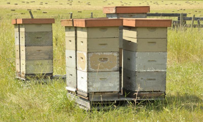 Bee hives placed in a grassland property.