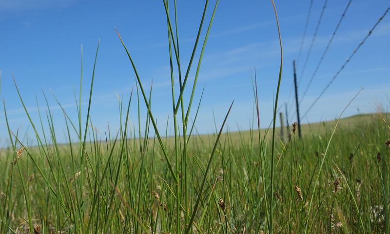 Native grasses growing in a well-managed rangeland.