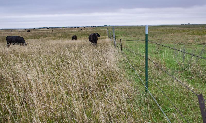 Herd of cattle grazing in a pasture rotation.