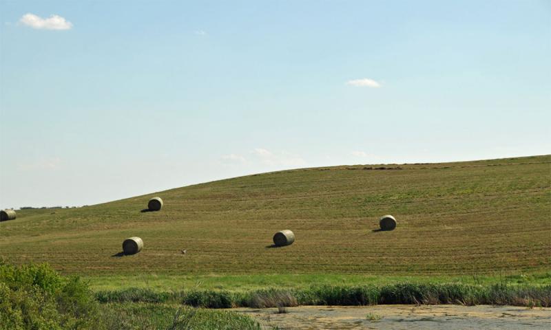 Several bales of fresh-cut hay in a pasture.