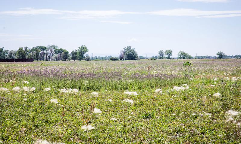 Canada thistle growing throughout a pasture in western South Dakota.