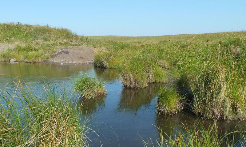 Well-managed grassland area adjacent to a wetland.
