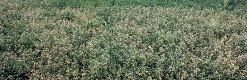 Aflafla field with light colored alfalfa mixed in with green alfalfa.