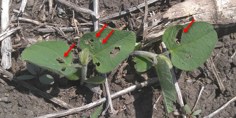 Green soybean plant with holes on the leaves (indicated by red arrows) caused by bean leaf beetle feeding.