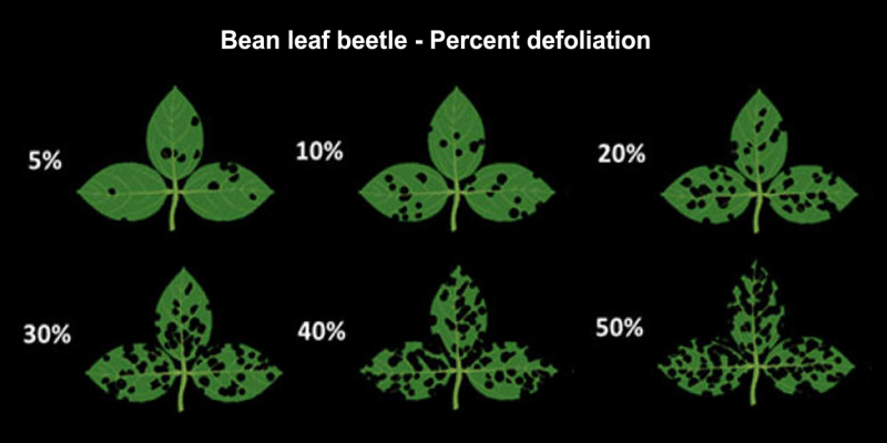 Black background with 5 green soybean trifoliates showing varying levels of defoliation from 5% to 50%.