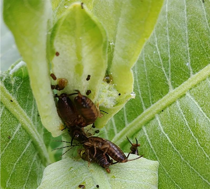 Brown insects with two pincher like appendages at the end of its body on a green common milkweed plant.