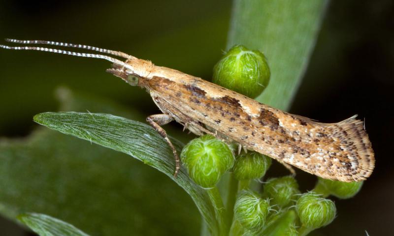 Small, brown moth with lighter markings on top of body.