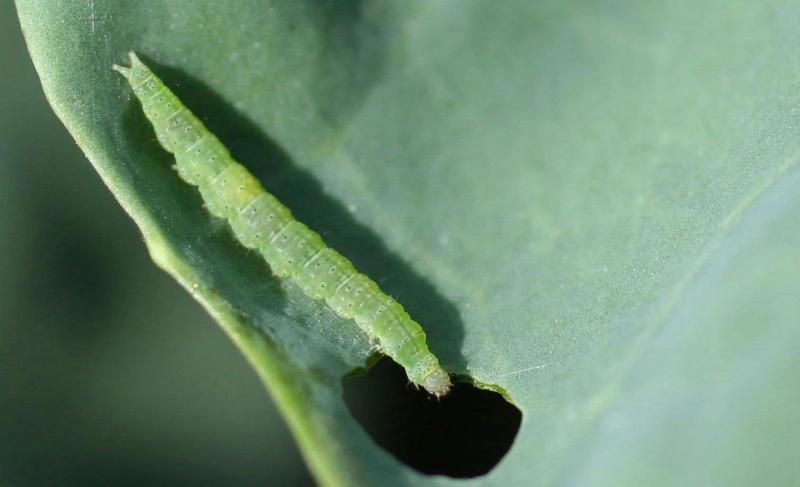 Green caterpillar with prolegs at the end of its body that form “V” shape.