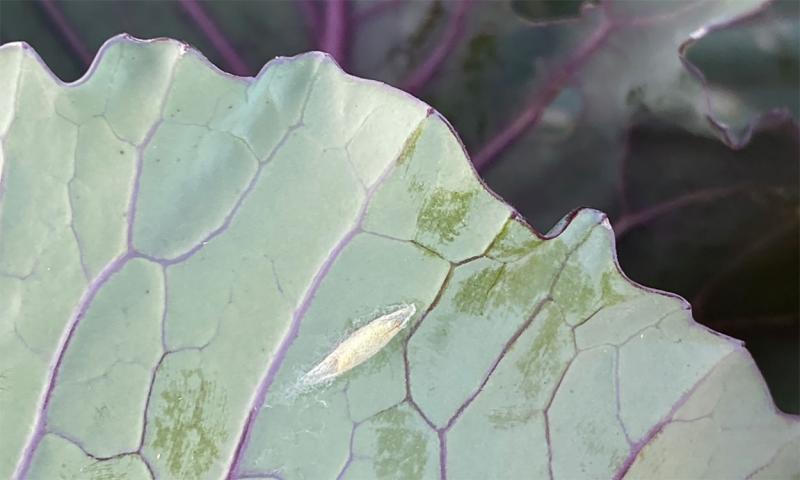 Silken pupae on the bottom of a green leaf.