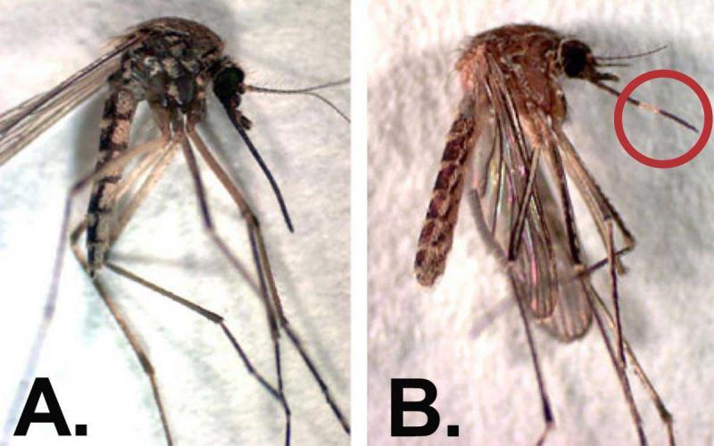 Two mosquitoes, the one on the left being darker in color and the one on the right having a white band on its extended mouthpart. The white band is indicated with a red circle drawn over the picture.