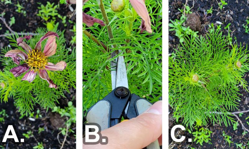 Gardener deadheading a cosmo flower with a pair of garden shears.
