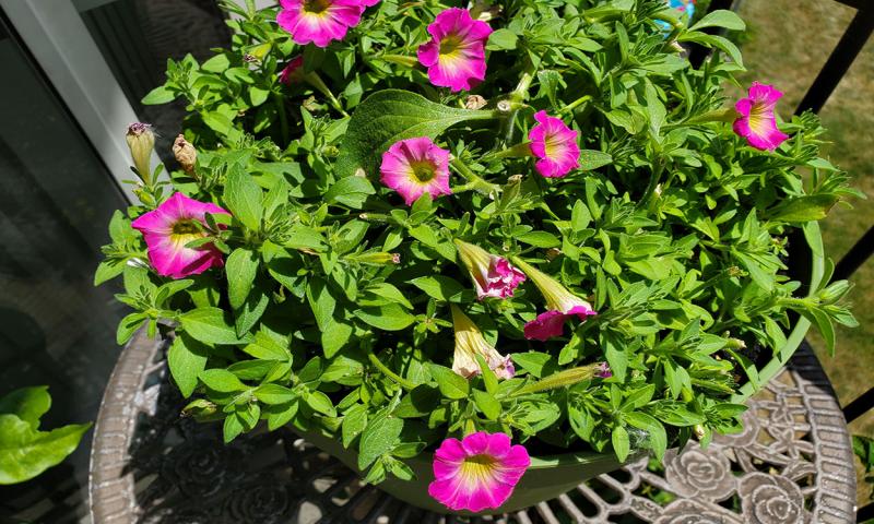 Petunia plant ready to be sheared back.