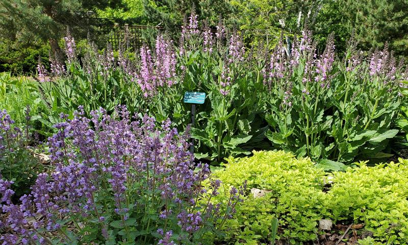 Herbaceous perennials growing in a garden.