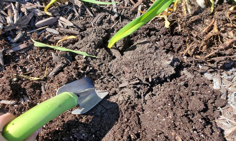 Gardener digging hole for potted perennial.