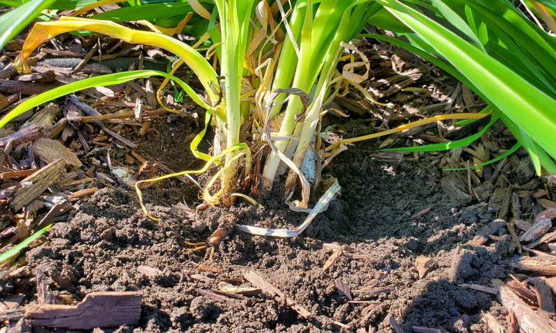 Transplanted perennial daylily with exposed roots.