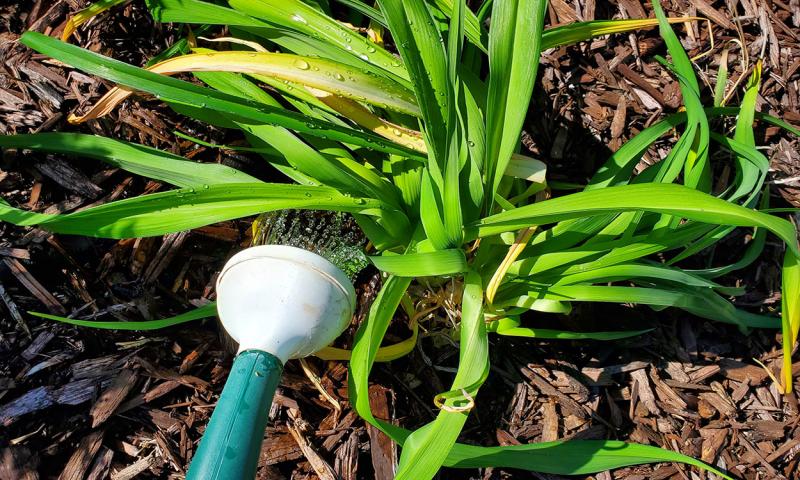 Gardener watering transplanted perennial plant.