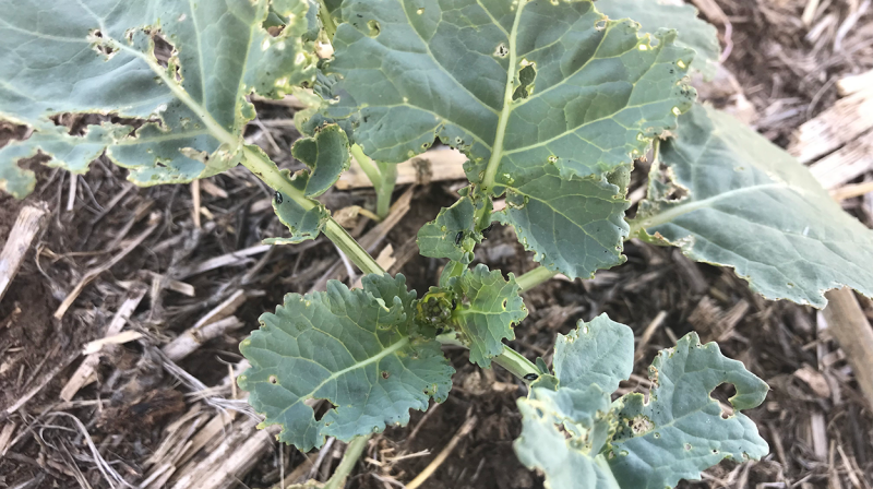 Canola leaves with irregular holes.