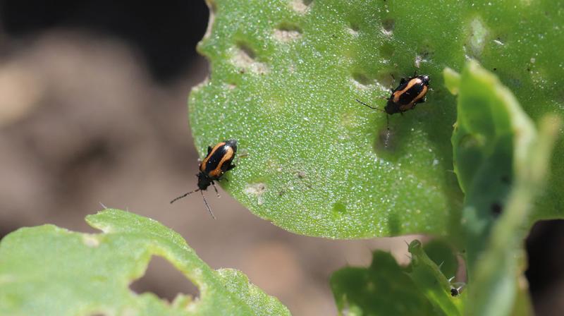 Small black beetles with yellow markings on each side of the body.