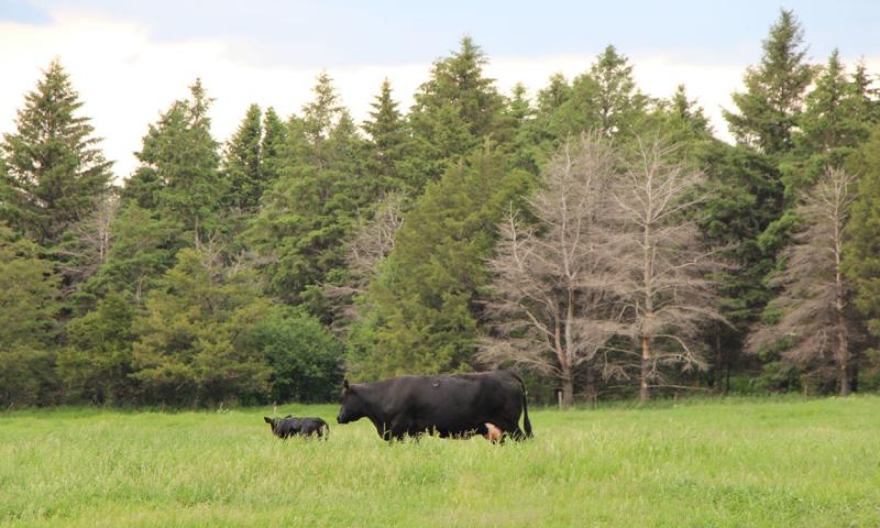 A black cow and calf in a pasture in front of a tree belt.