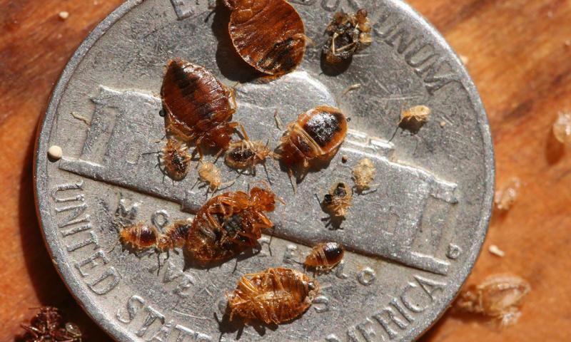 Teardrop shaped reddish brown insects of different sizes on the side of a nickel.