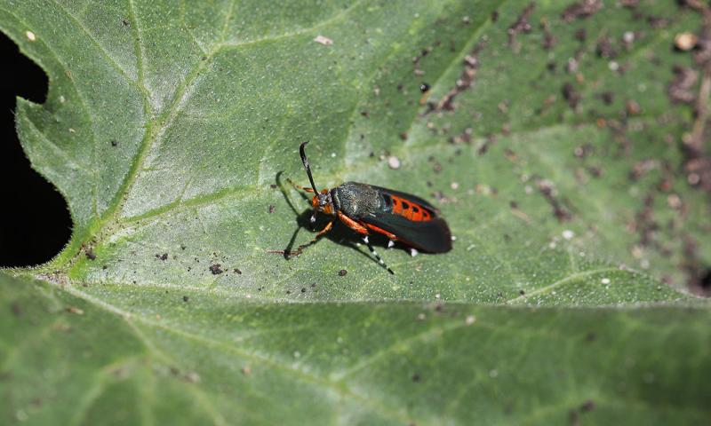 Moth with green metallic wings and an orange body resting on a green leaf.