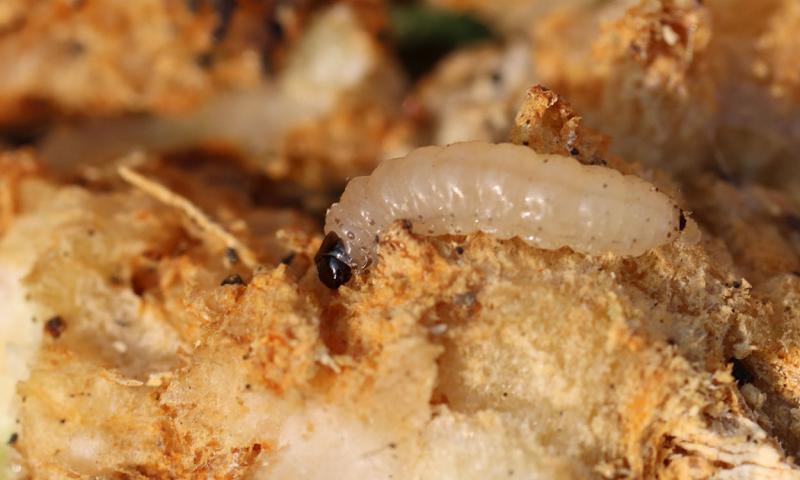 White caterpillar with a dark brown head and pronotum.