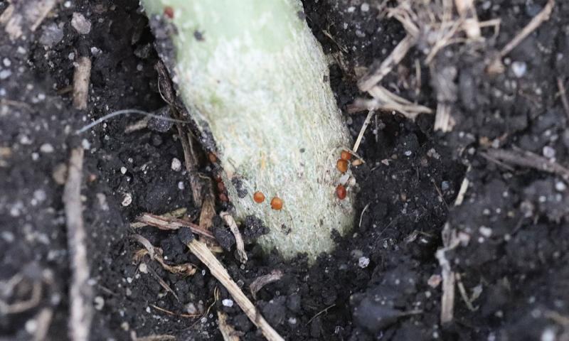 Small circular red to brown eggs present on a green stem.