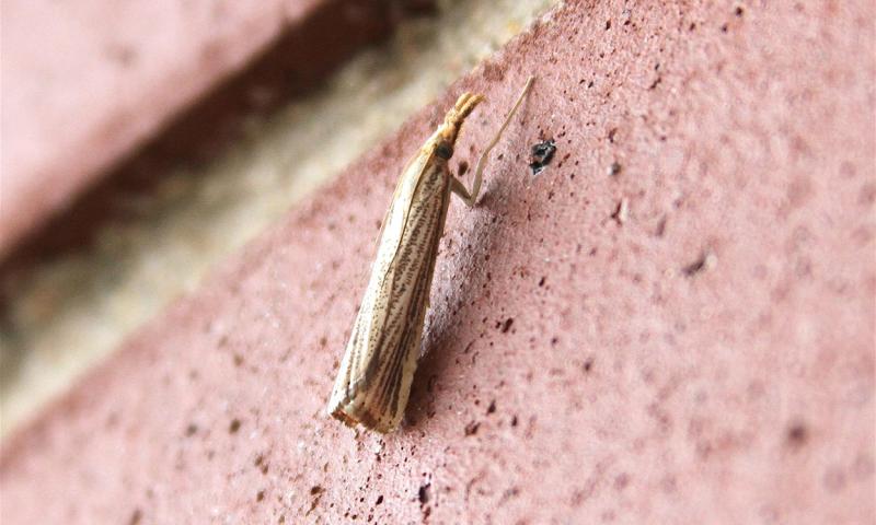 Small white moth with a pattern of brown stripes on the wings.