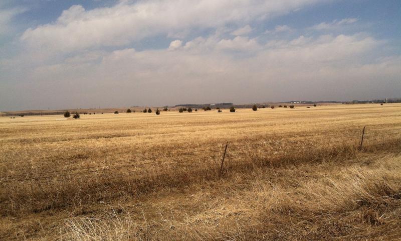 Pastureland with several small to medium sized cedar trees emerging throughout.