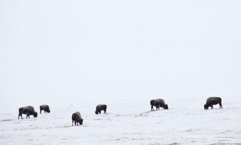 Small group of bison grazing winter pasture.